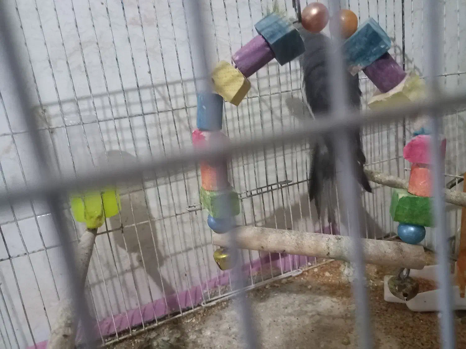 عروس هلندی|پرنده|گرگان, |دیوار