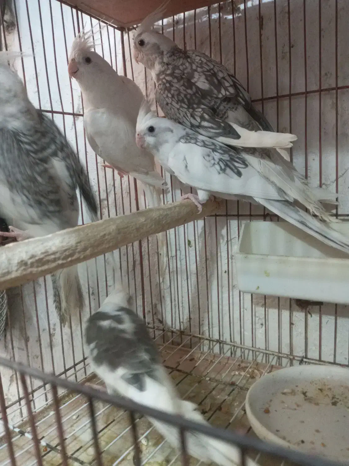 عروس هلندی ایزابلا و دوکت و جفت|پرنده|لنگرود, |دیوار