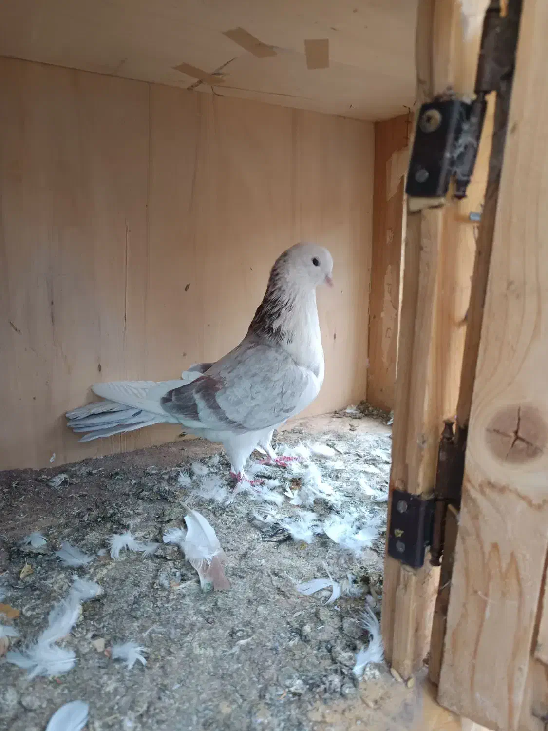 کفتر پرشی|پرنده|تهران, هلال احمر|دیوار