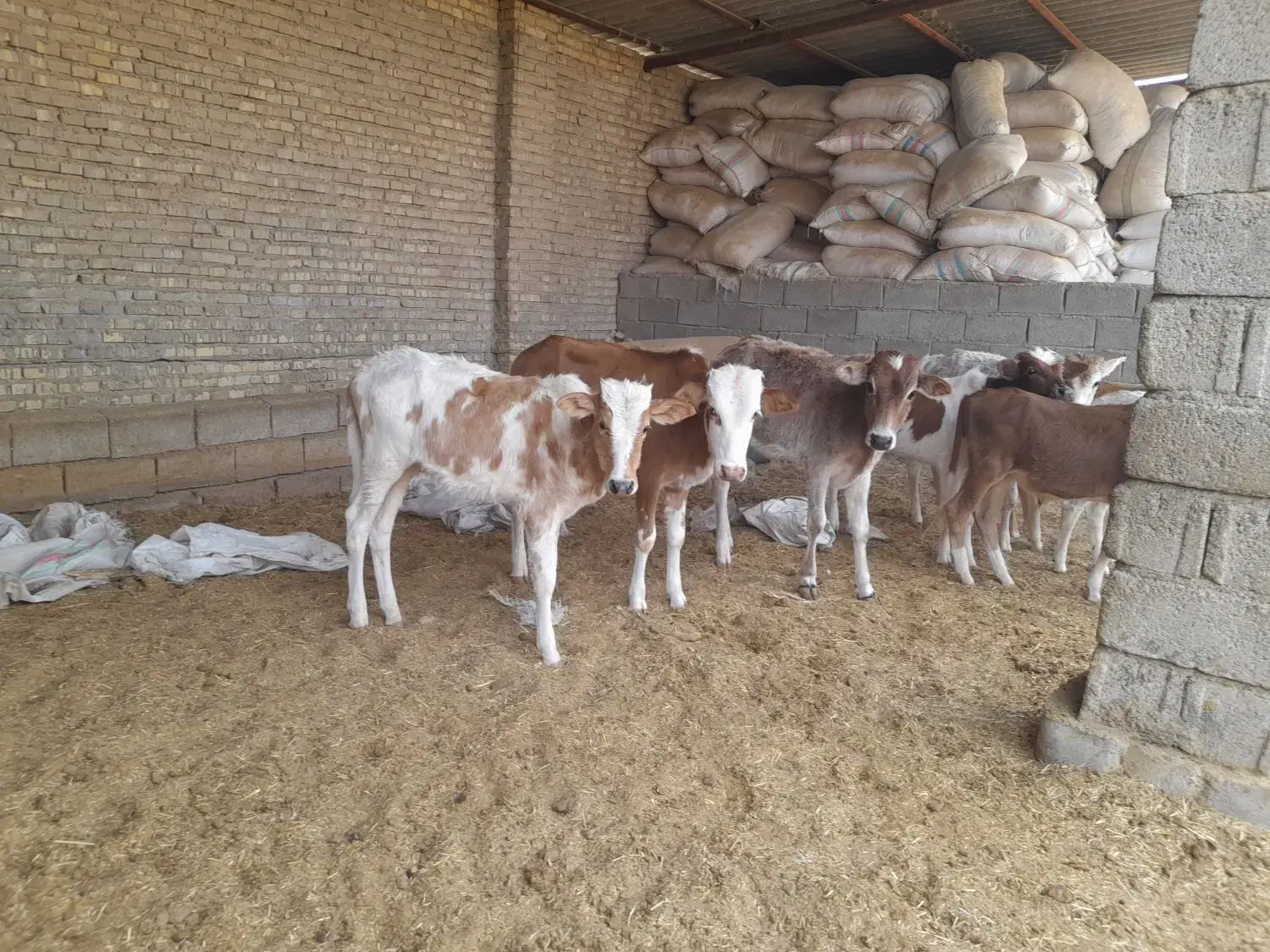 گاو ی گوساله نر در شادگان|حیوانات مزرعه|شادگان, |دیوار