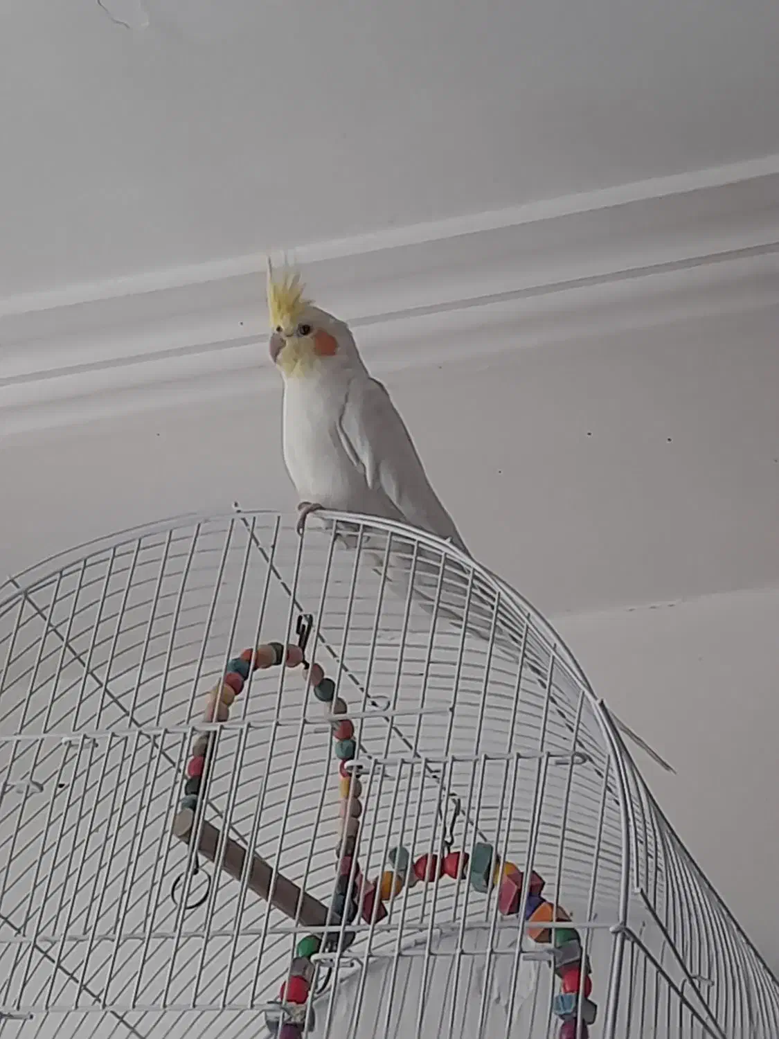 عروس هلندی نر لتینیو|پرنده|سلامی, |دیوار