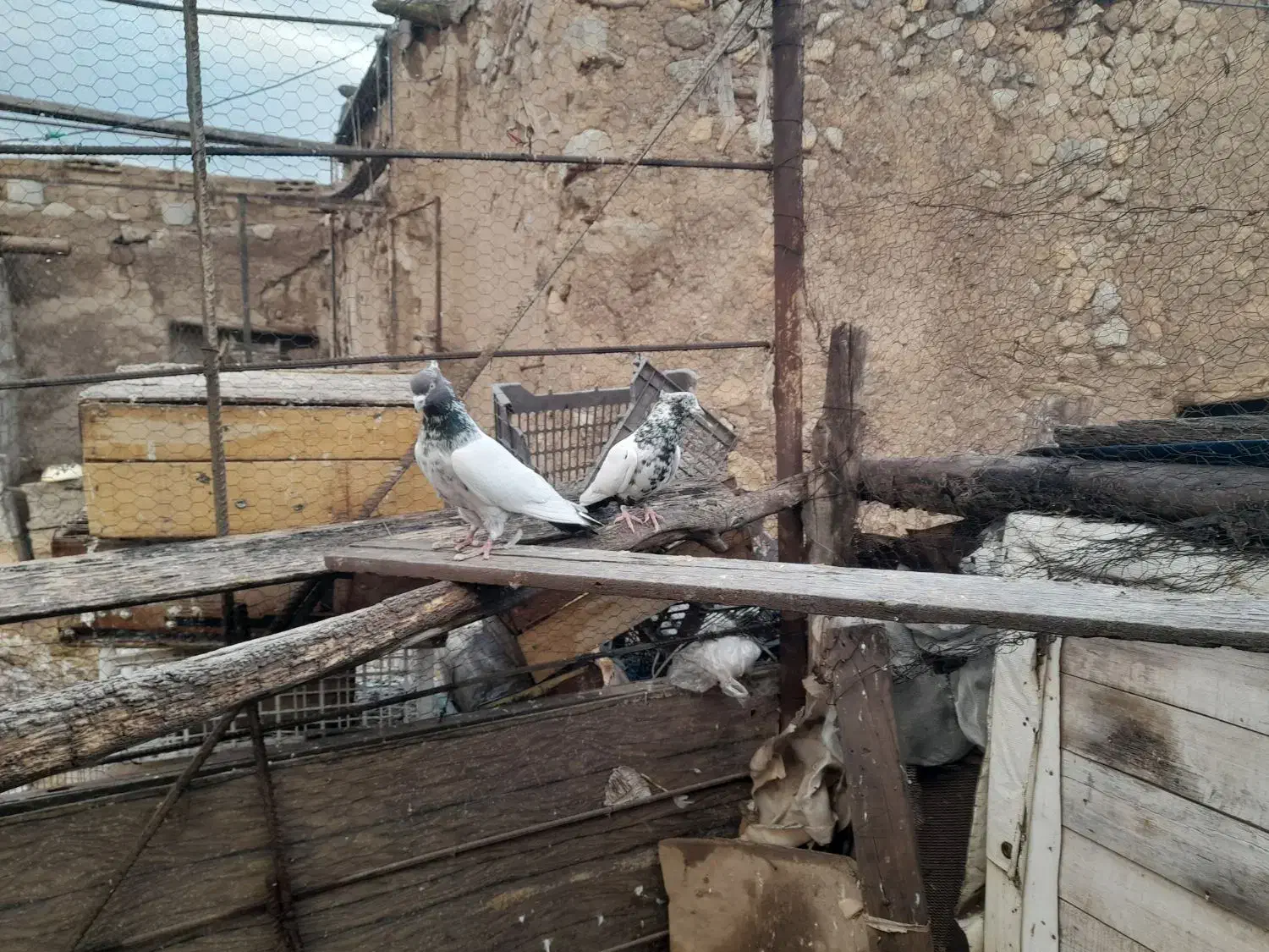 فروشی|پرنده|تبریز, |دیوار