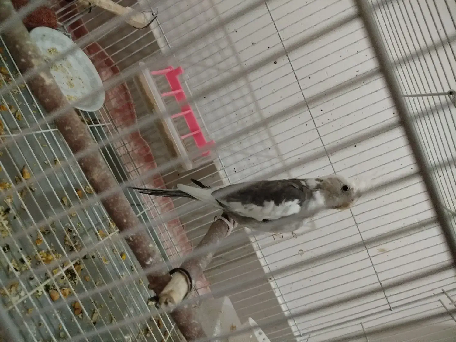 عروس هلندی البینو دوکت نر|پرنده|جوین, |دیوار