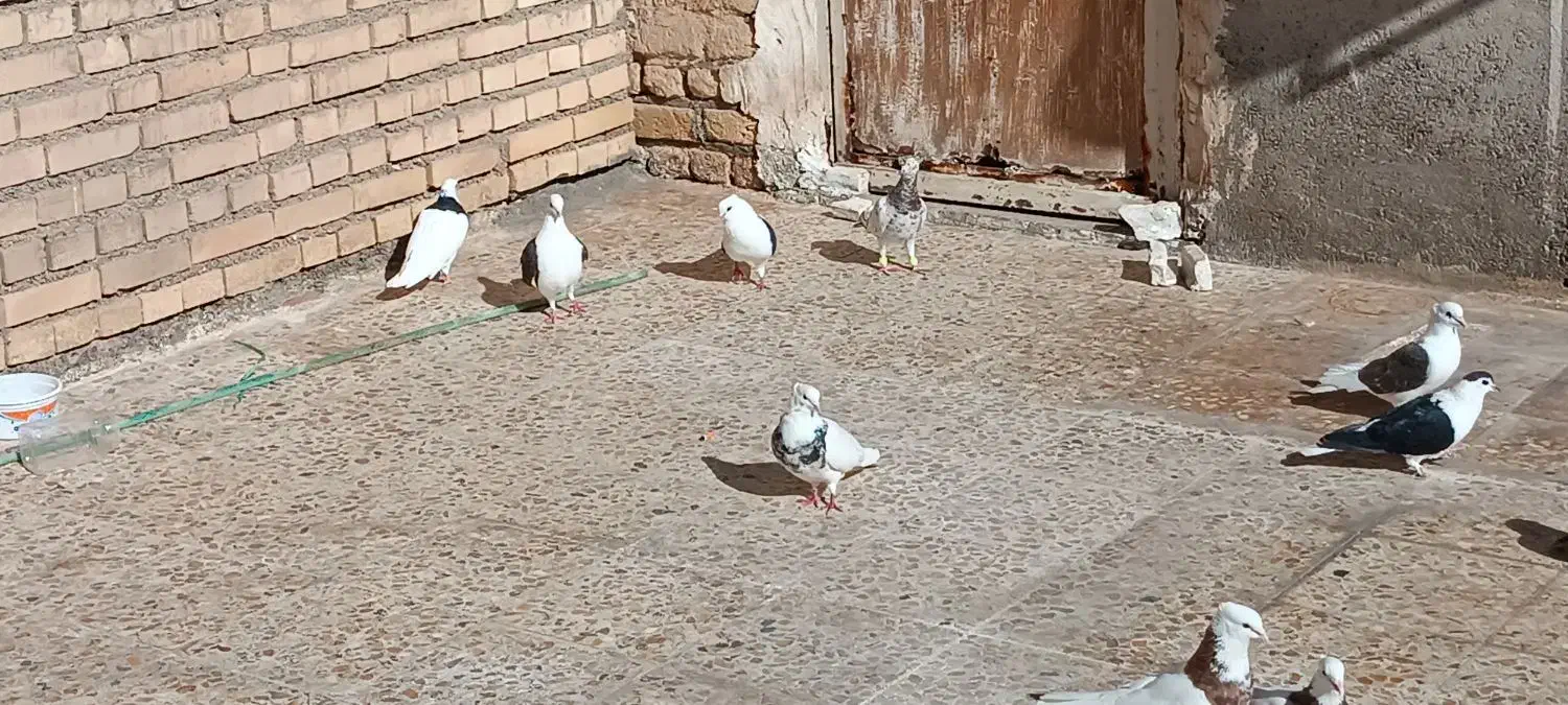 15عدد رنگی|پرنده|شوش, |دیوار