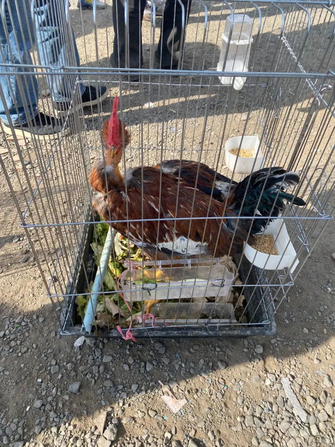 لاری|حیوانات مزرعه|تهران, جلیلی|دیوار