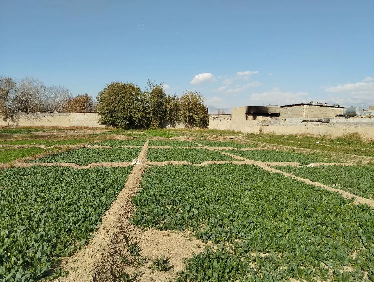 زمین کشاورزی در یافت اباد|فروش زمین و ملک کلنگی|تهران, سعیدآباد|دیوار