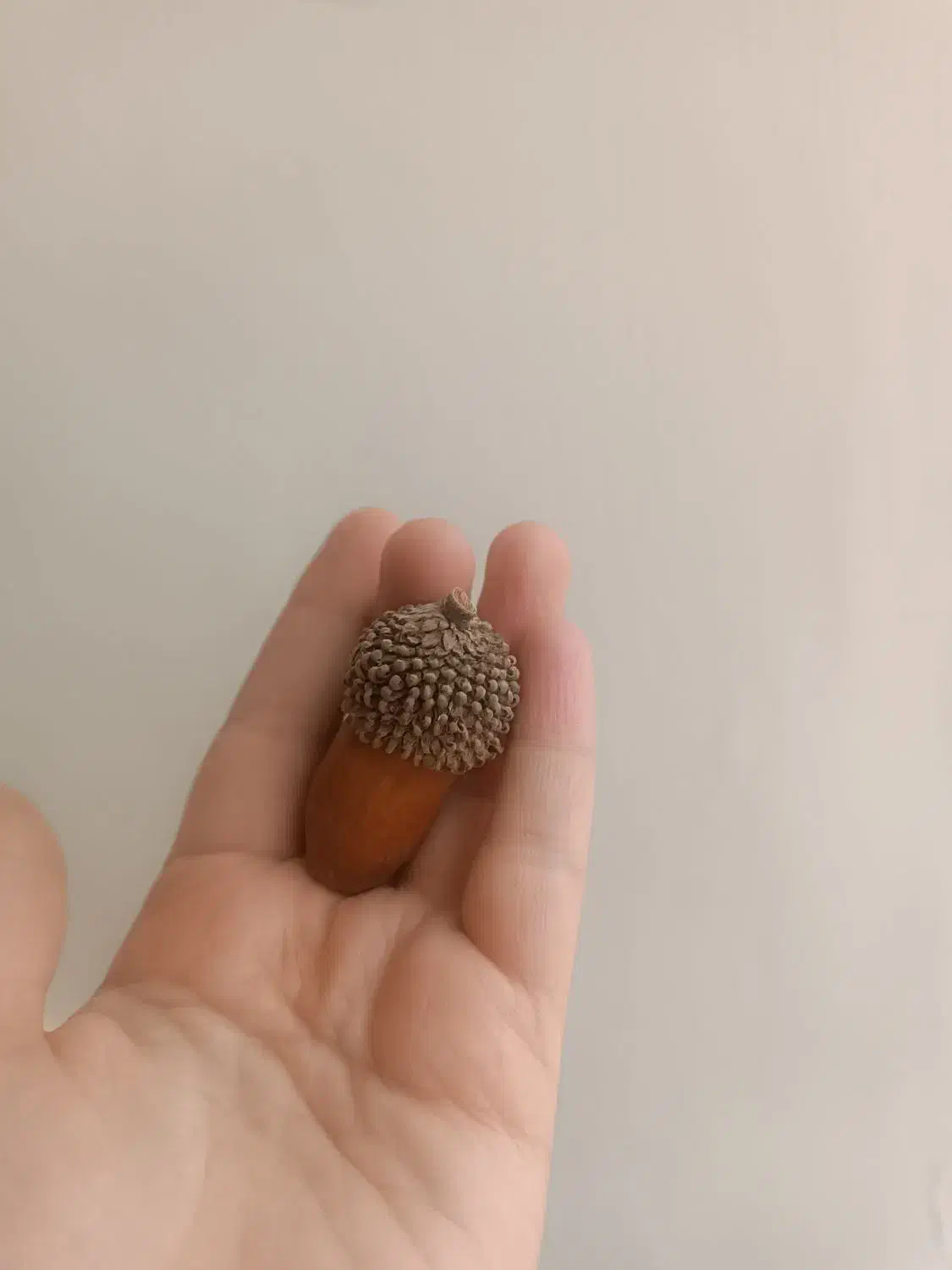 بلوط|گل و گیاه طبیعی|تربت‌حیدریه, شهرک ولیعصر|دیوار