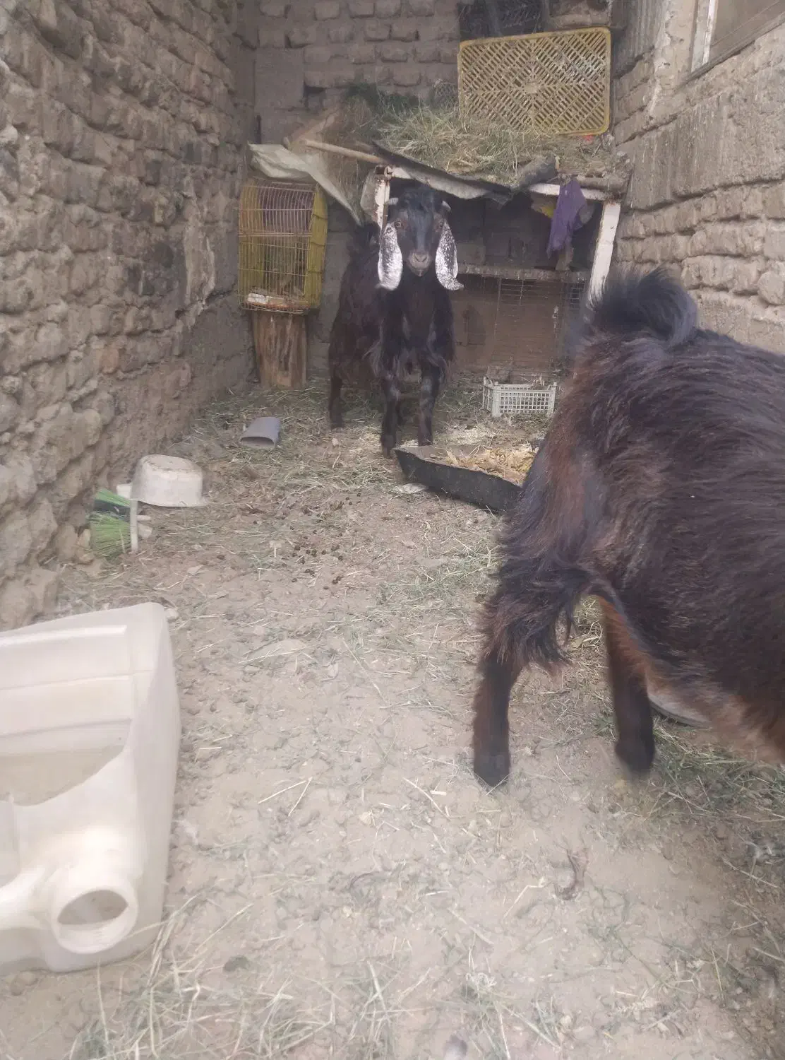 کهر ه نر|حیوانات مزرعه|زاهدان, |دیوار