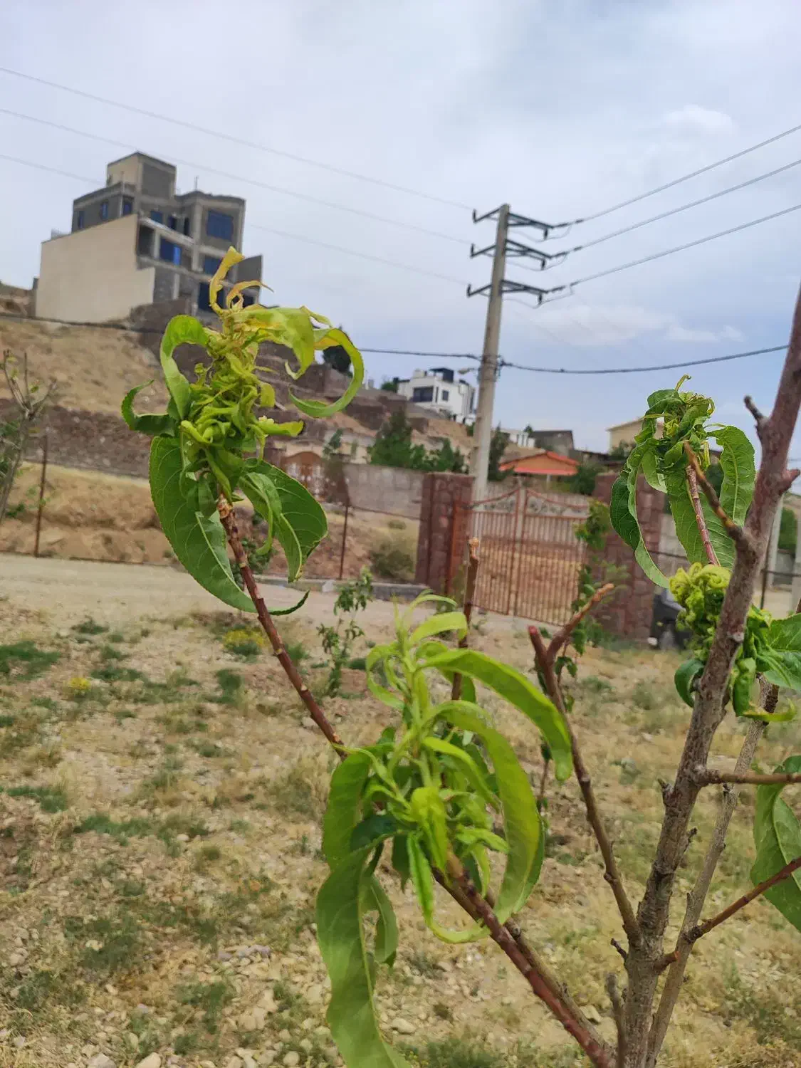 فروش ۵۰۰ متری در دماوند وادان سند تک برگ|فروش دفتر صنعتی، کشاورزی، تجاری|دماوند, دماوند|دیوار