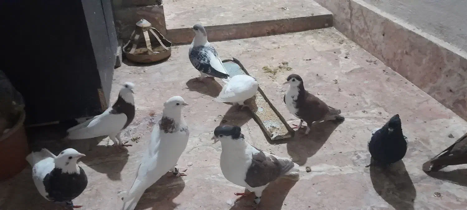 کفتر|پرنده|مشهد, شهید علی محمدی|دیوار