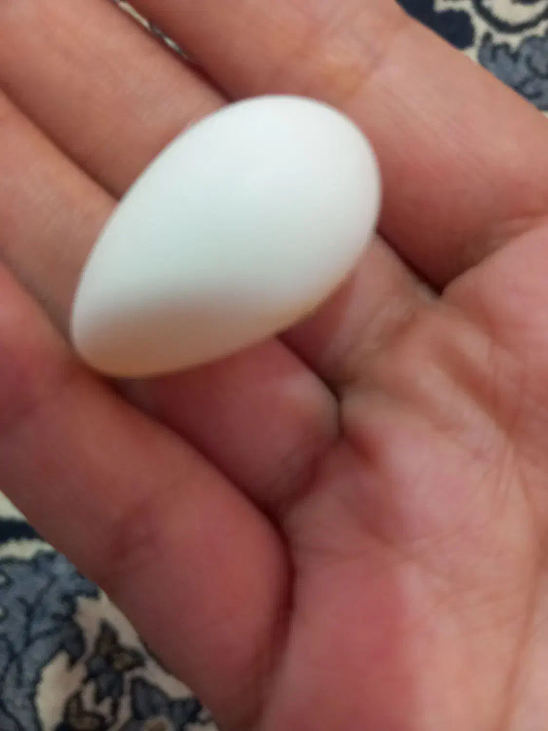 عروس هلندی|پرنده|تربت جام, اسماعیل آباد|دیوار