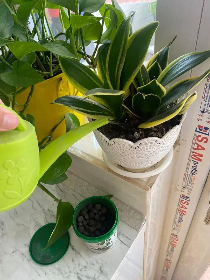 قرص کود|گل و گیاه طبیعی|خرم‌آباد, |دیوار