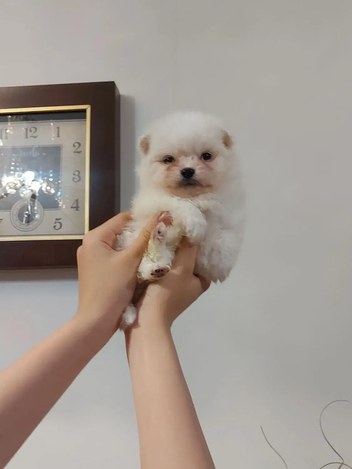 توله پامر از پدر مادر وارداتی|سگ|محمدشهر, محمدشهر|دیوار