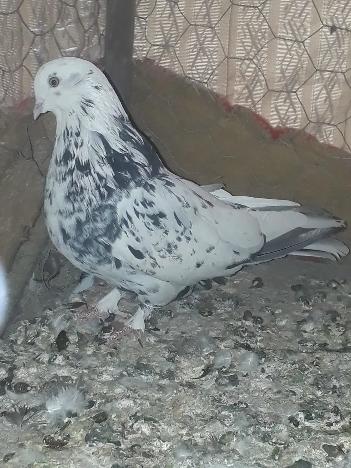 اصفهانی پر سو قدیم|پرنده|خمینیشهر, |دیوار