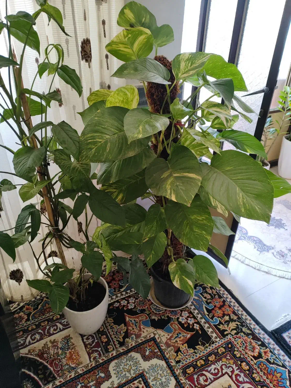 انواع گل با قیمت خوب ب فروش میرسد|گل و گیاه طبیعی|آزادشهر, |دیوار