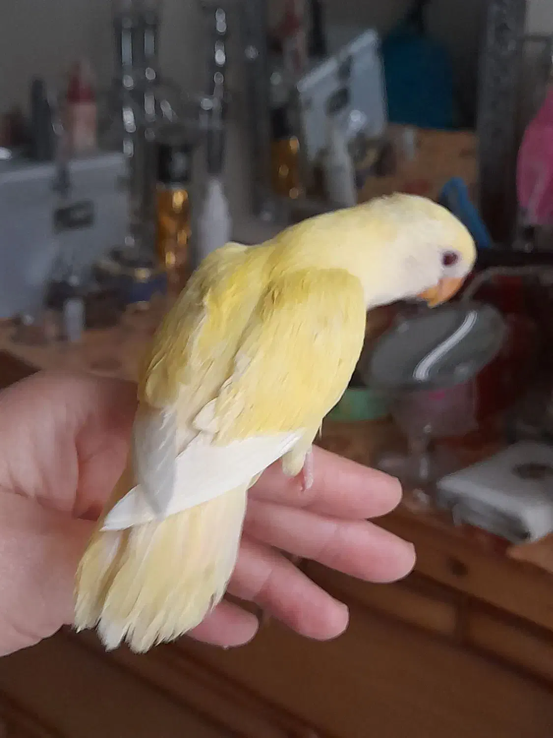 طوطی برزیلی چشم قرمز|پرنده|تهران, باشگاه نفت|دیوار