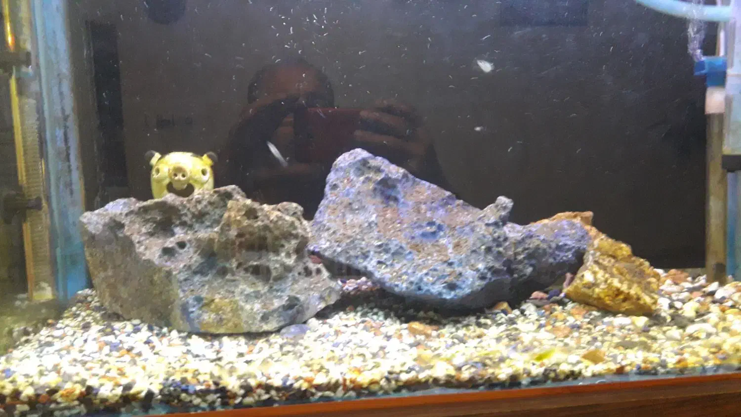 اکواریوم|ماهی|تهران, علم و صنعت|دیوار