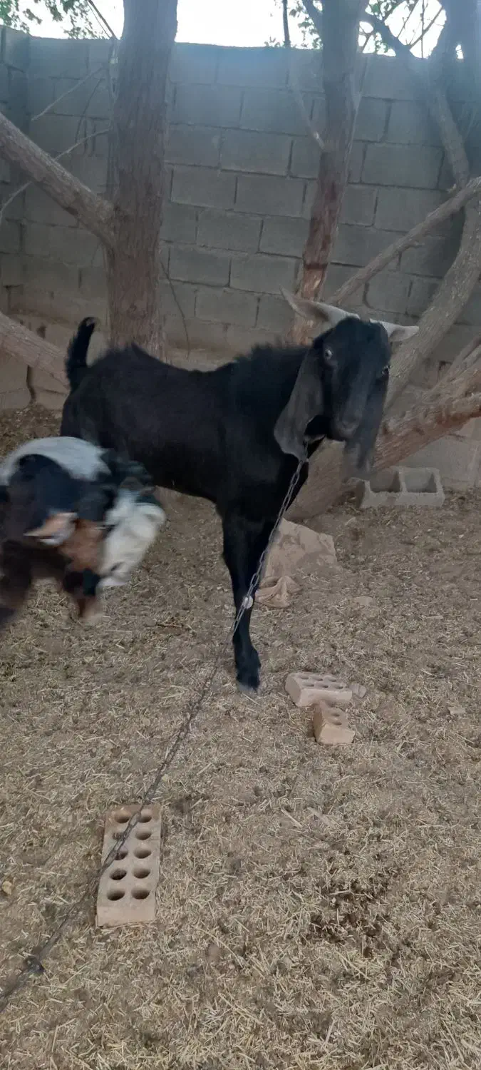 کهره پازن امیدیه|حیوانات مزرعه|بندر ماهشهر, |دیوار