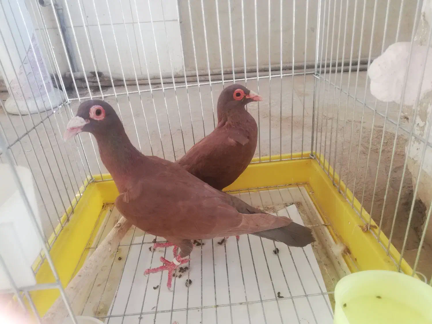 کبوتربغدادی|پرنده|مشهد, انقلاب|دیوار