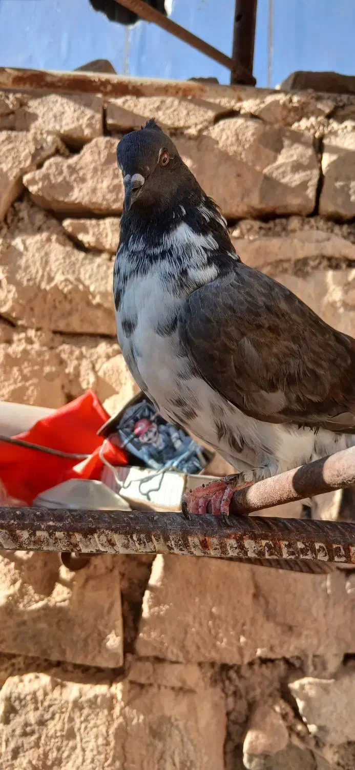 کبوتر پرشی|پرنده|مسجد سلیمان, |دیوار