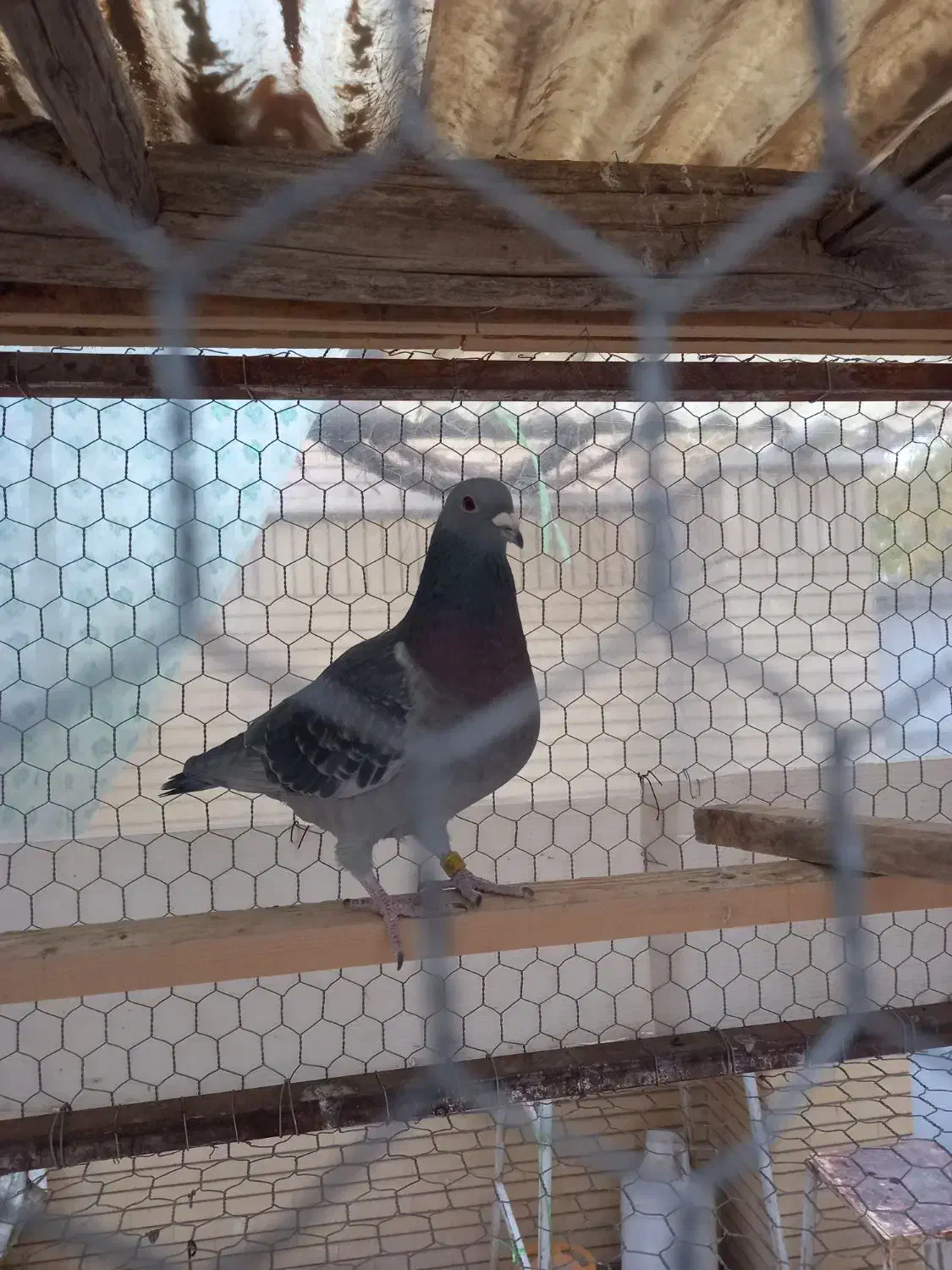 کفتر|پرنده|خمینیشهر, |دیوار