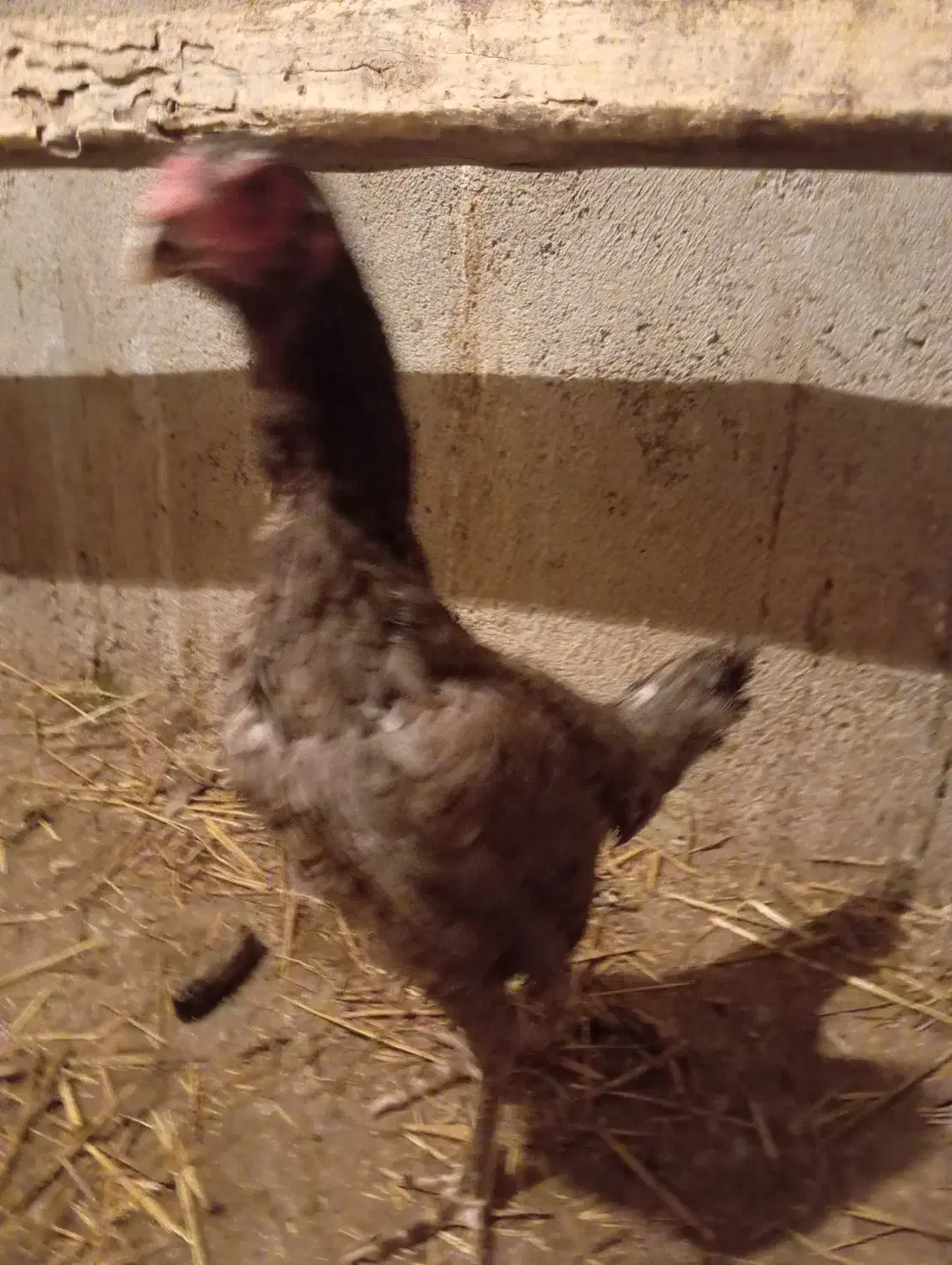 یک عدد مرغ لاری طوسی|حیوانات مزرعه|قره ضیاالدین, |دیوار