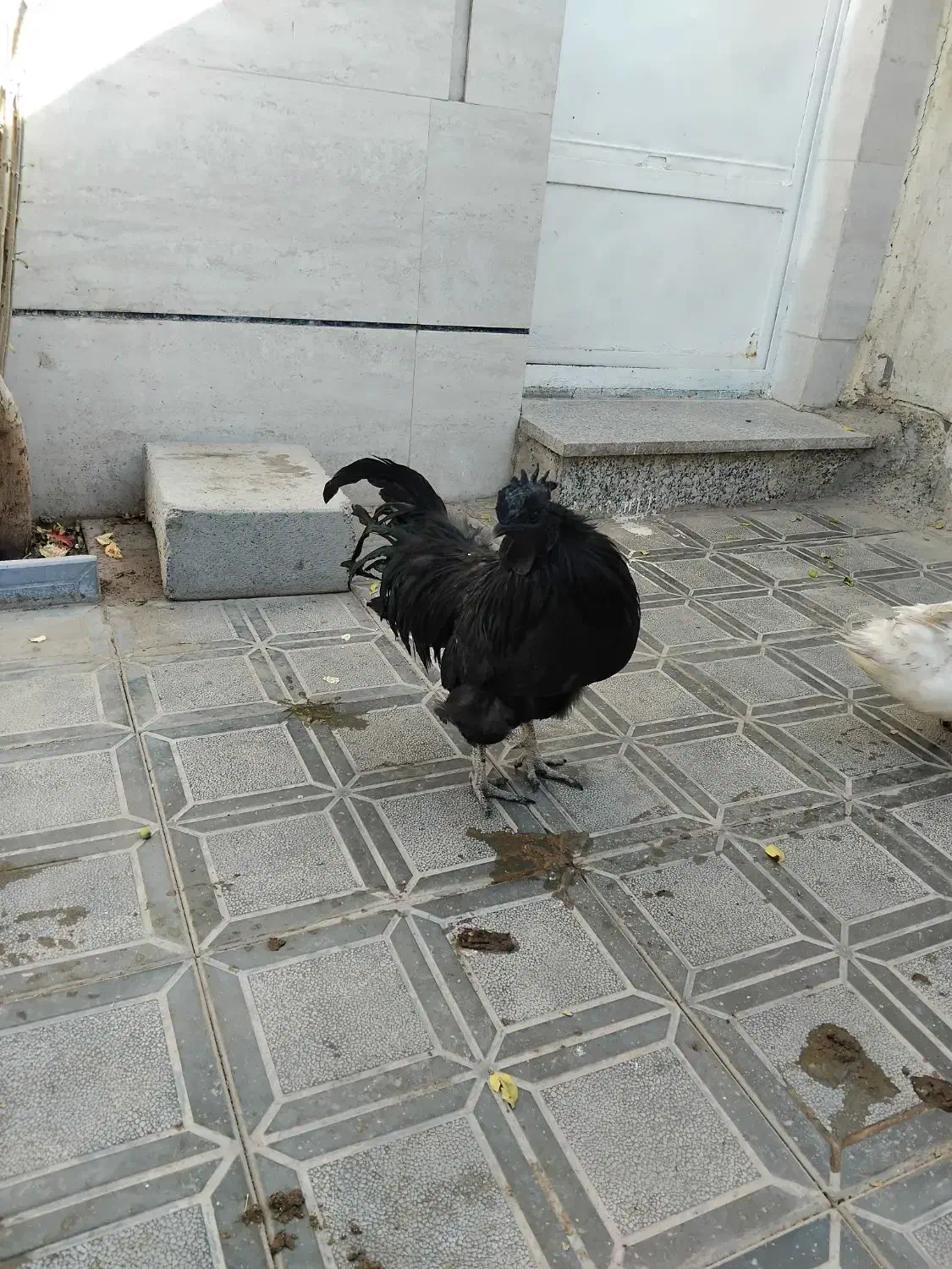 خروس تمام سیاه فروشی|حیوانات مزرعه|تربتحیدریه, پائین ولایت|دیوار