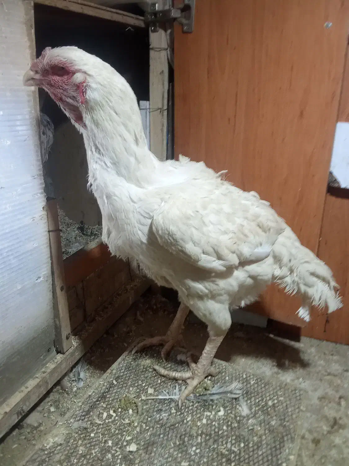 لاری لاری لاری تخم|حیوانات مزرعه|شیروان (خراسان), |دیوار