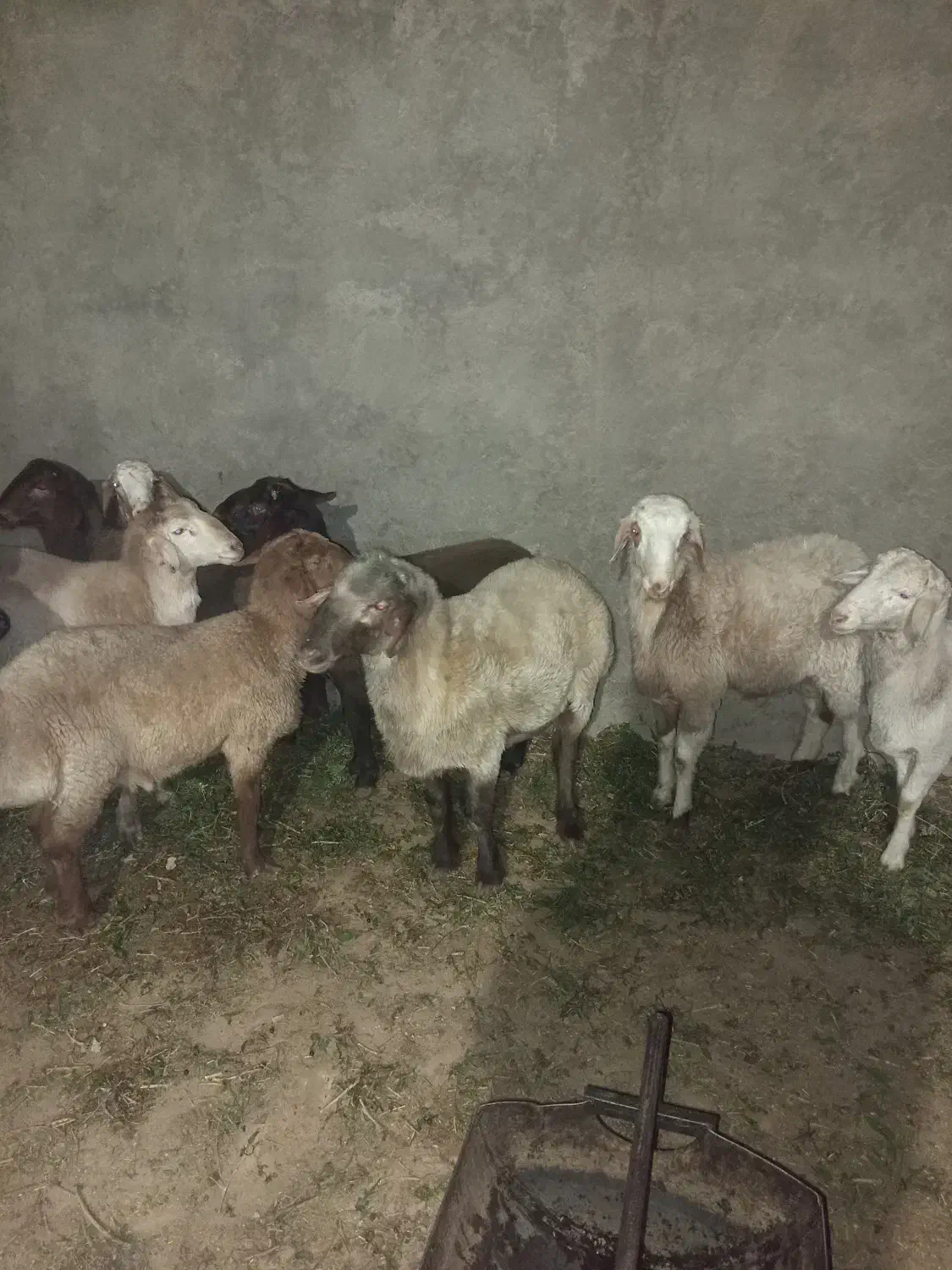 بره|حیوانات مزرعه|اشکذر, |دیوار