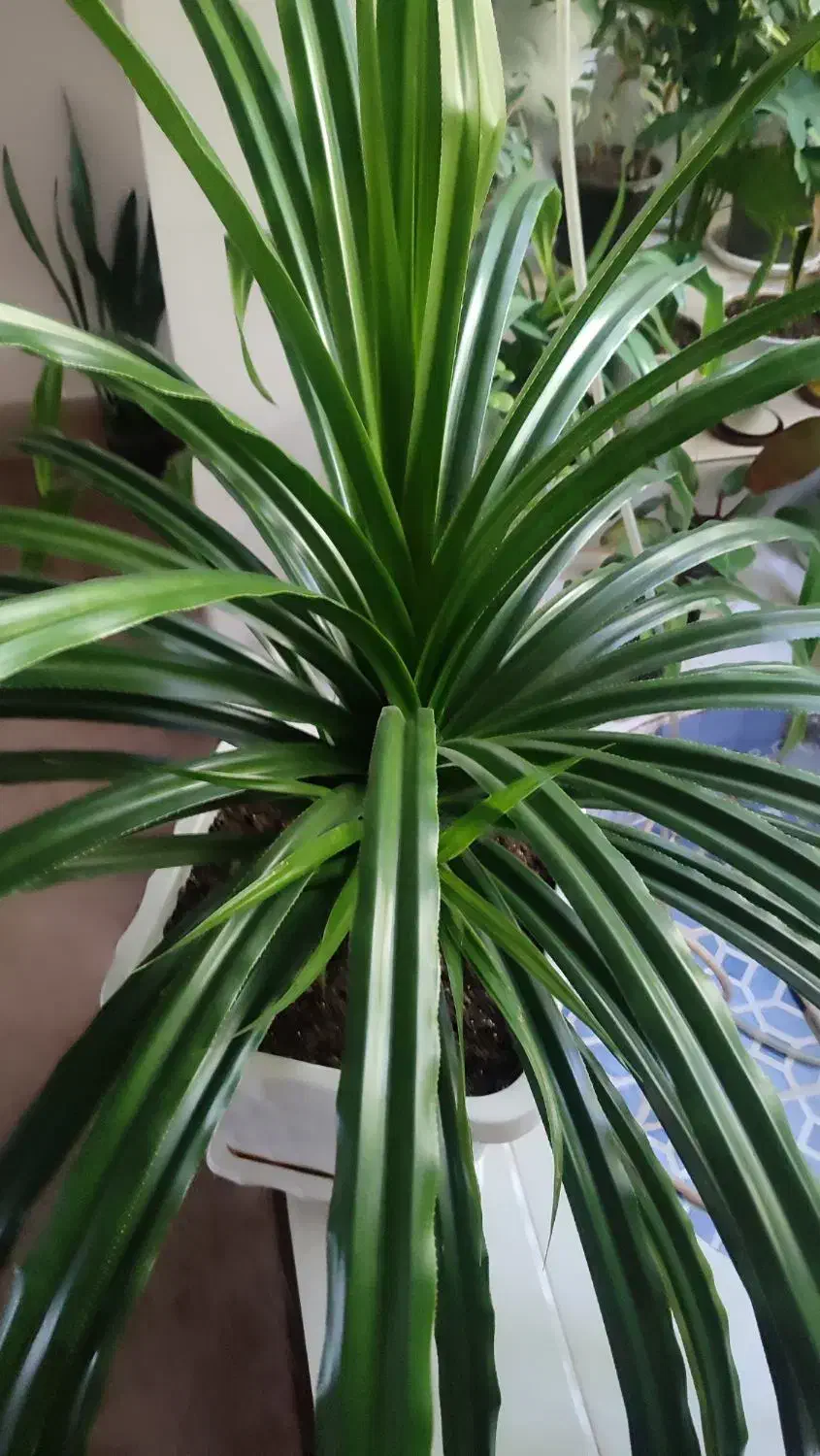 گل طبیعی پاندانوس|گل و گیاه طبیعی|دوگنبدان, |دیوار