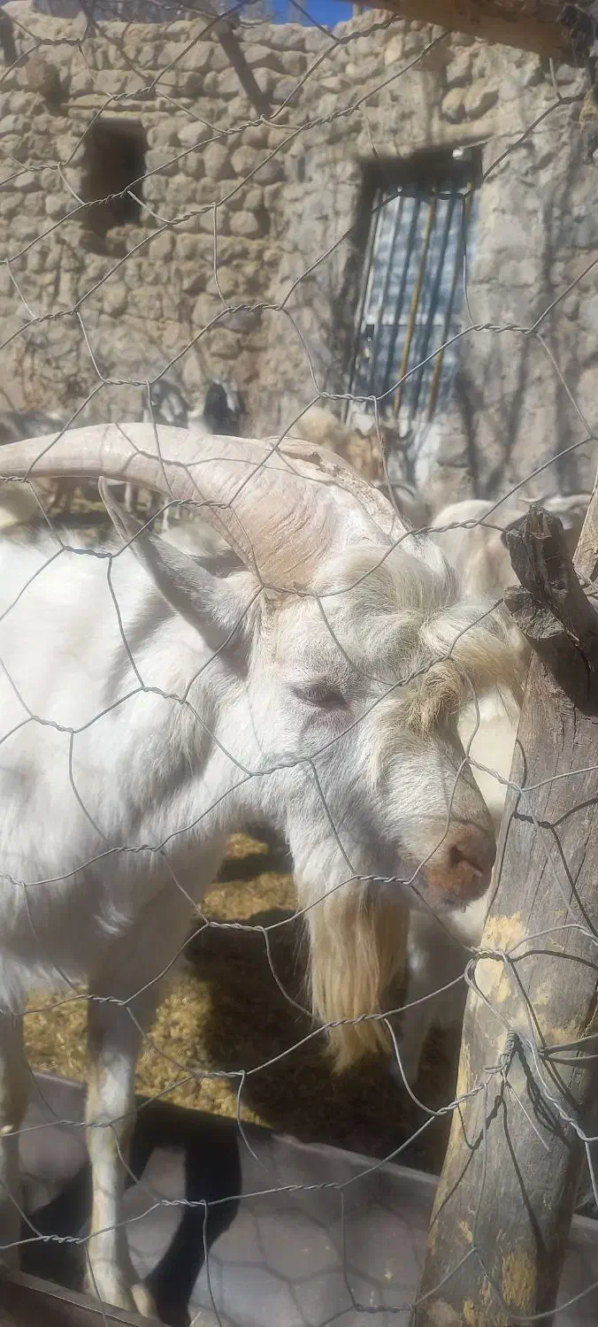 فروش نربز سانن فرانسه|حیوانات مزرعه|بافت, |دیوار