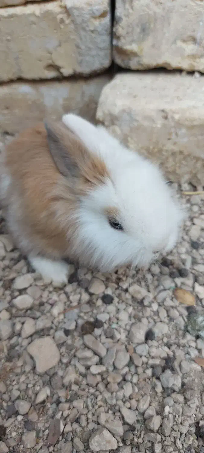 فروش بچه خرگوش|موش و خرگوش|فیروزآباد (فارس), |دیوار