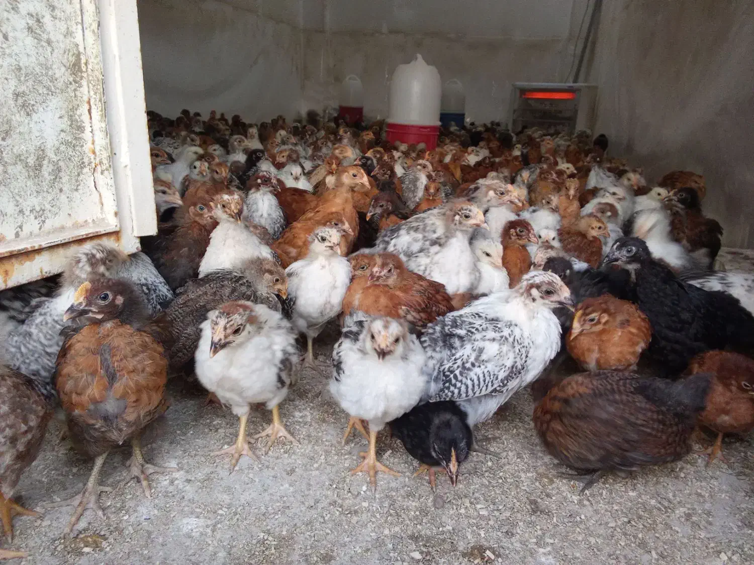 جوجه مرغ تخمگذار بوقلمون بیوتی گوشتی (خواجه)|حیوانات مزرعه|زابل, |دیوار