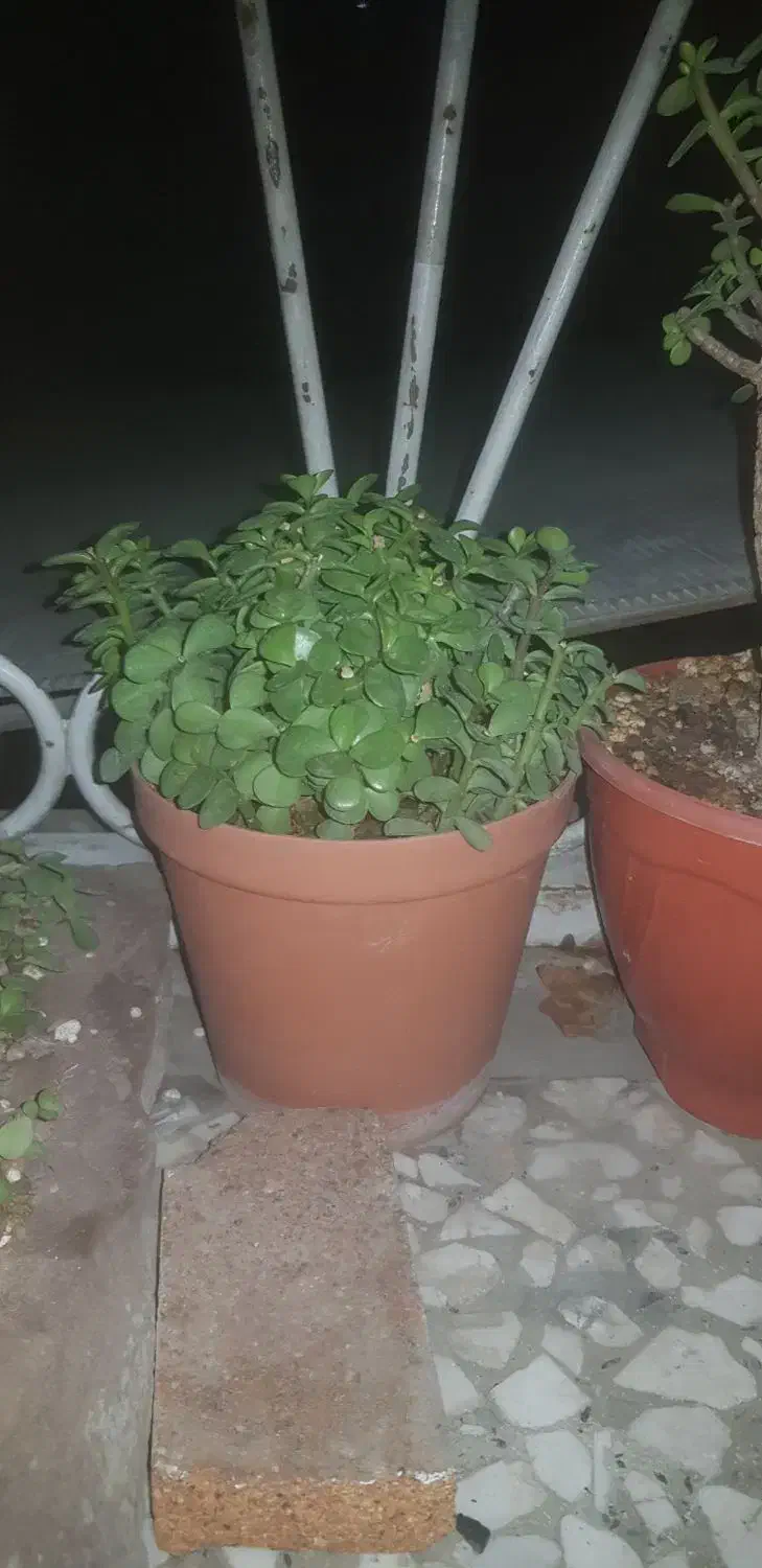 گل و گیاه|گل و گیاه طبیعی|چهاردانگه (تهران), |دیوار