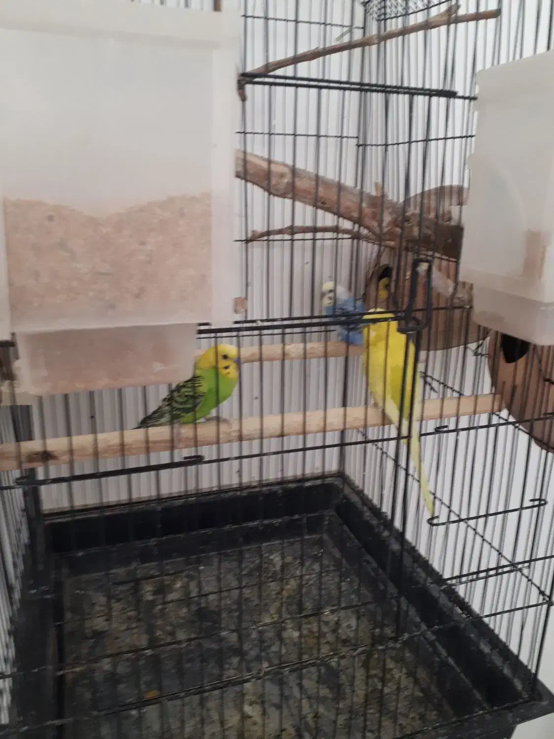 عروس ههلندی و مرغ عشق|پرنده|بیرجند, |دیوار