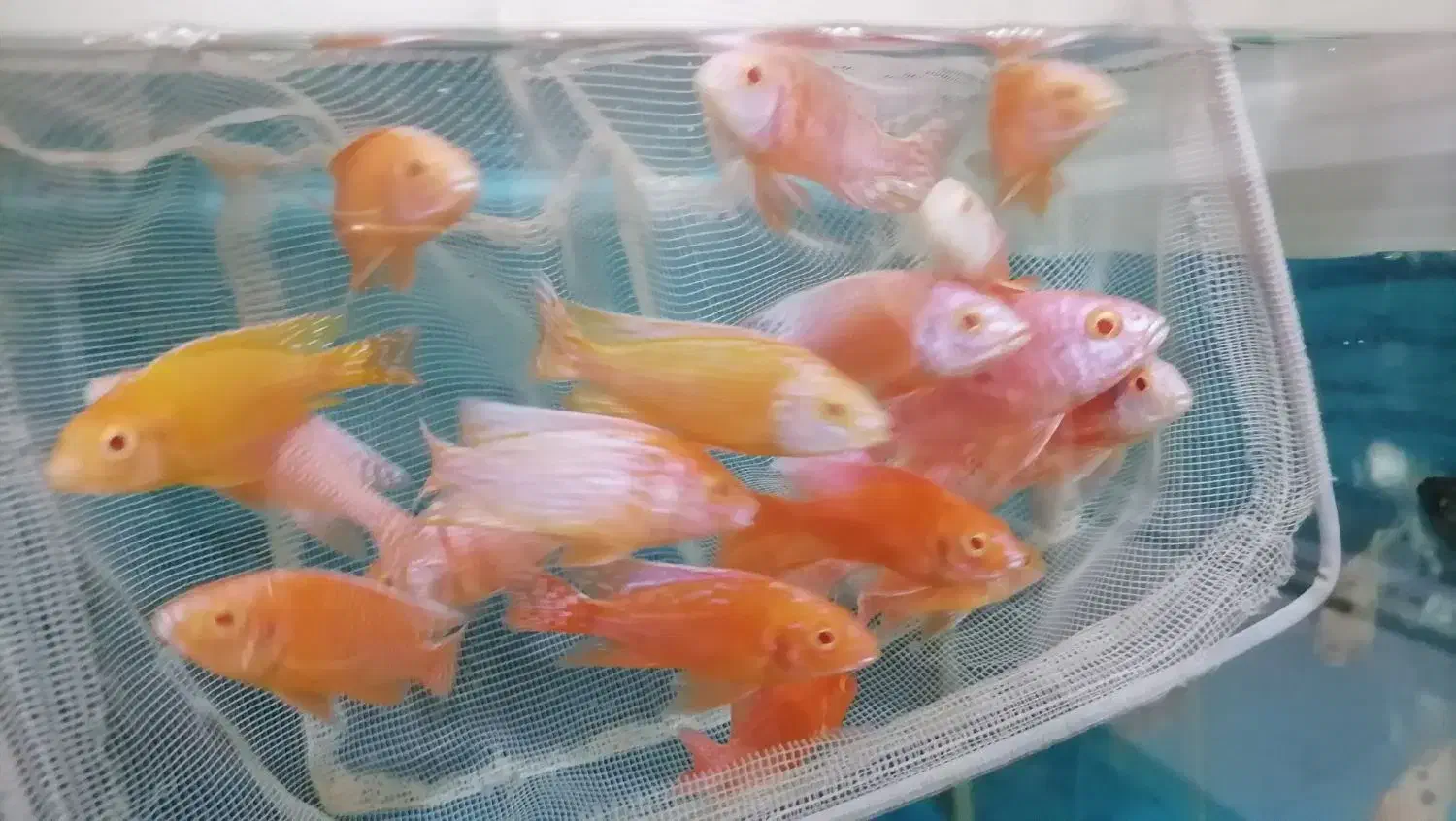 آکواریوم اقیانوس آرام در گلدیس|ماهی|شاهین‌شهر, شهرک گلدیس|دیوار