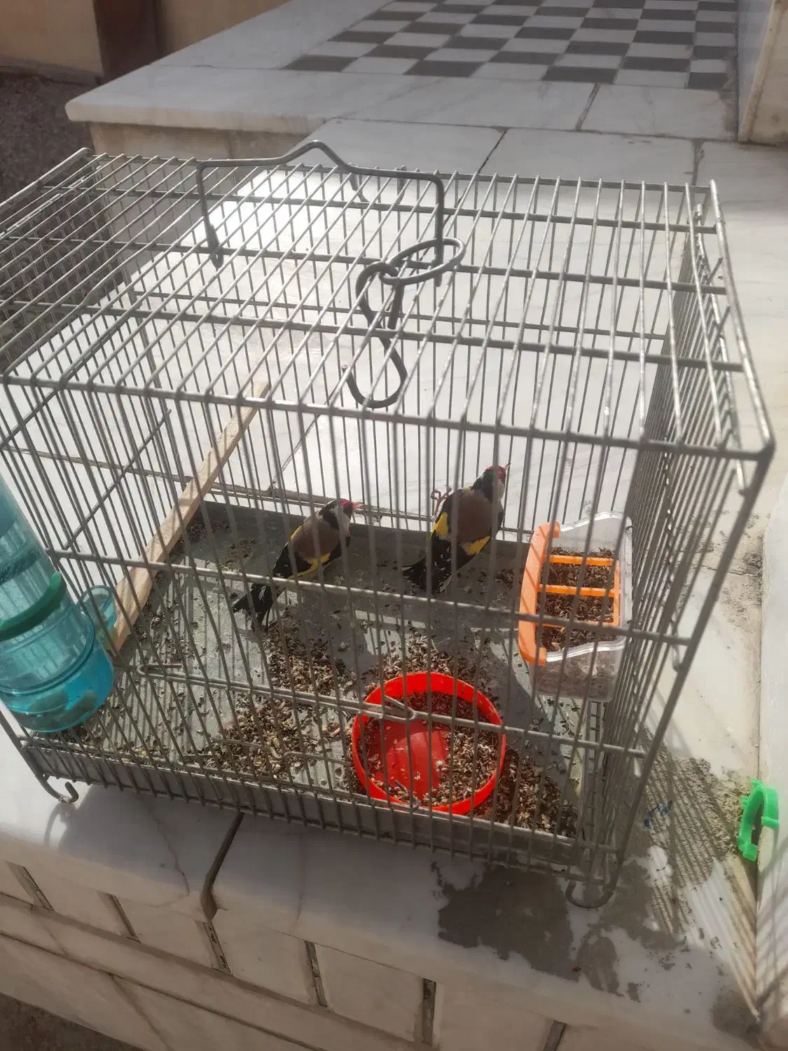 ۲ عددسره نر|پرنده|گتوند, |دیوار