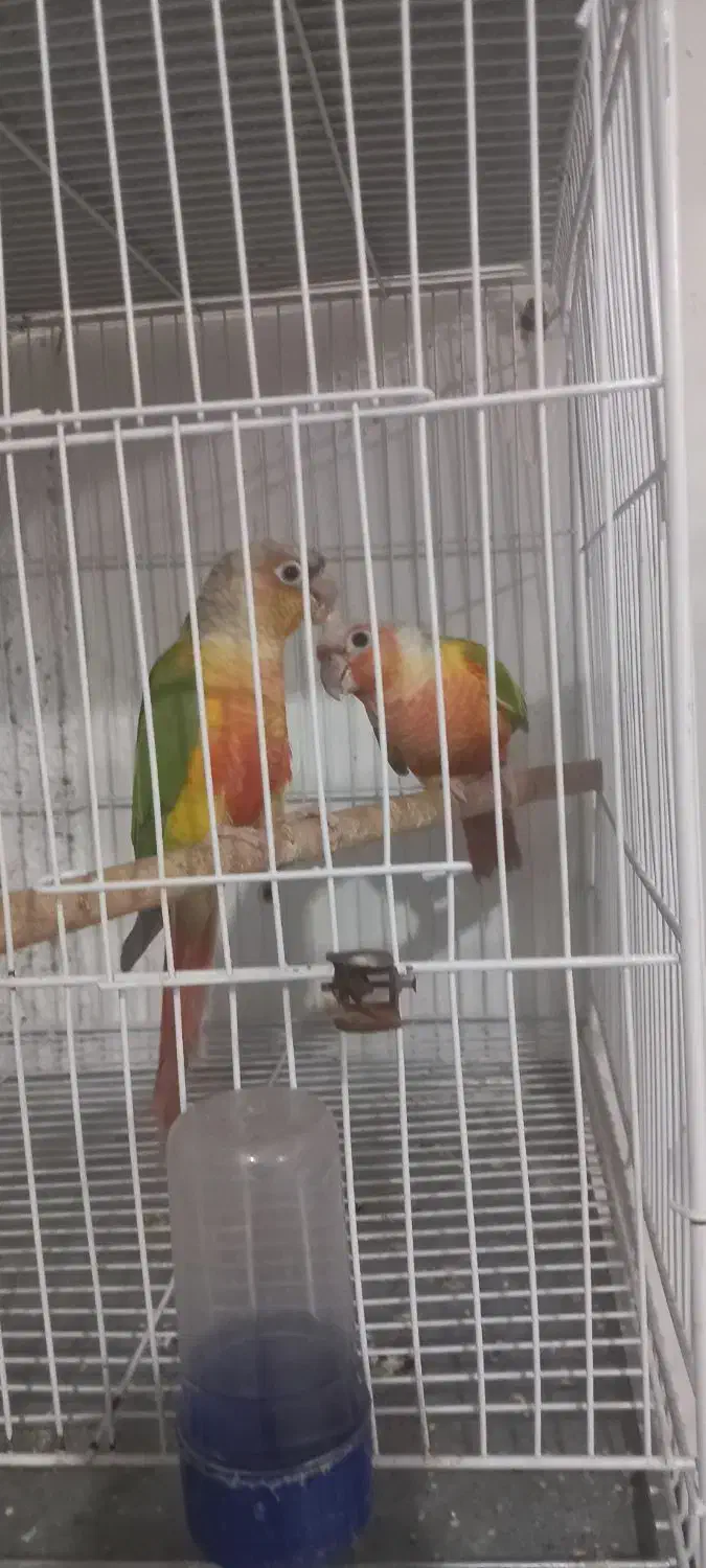 فروش گرینجیک  اناناسی رد. و دبل رد|پرنده|بجنورد, |دیوار