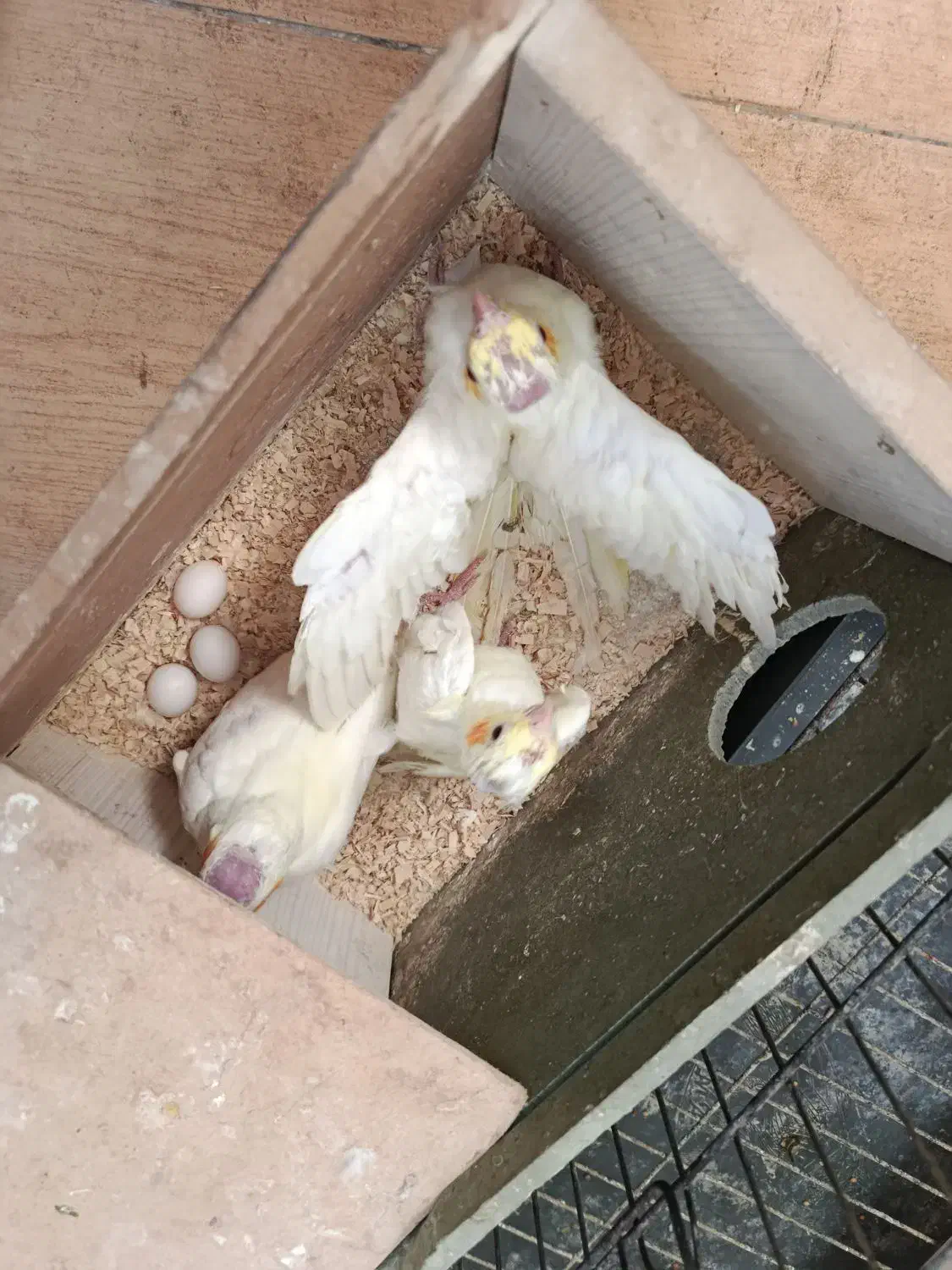 بچه عروس هلندی|پرنده|بهبهان, |دیوار