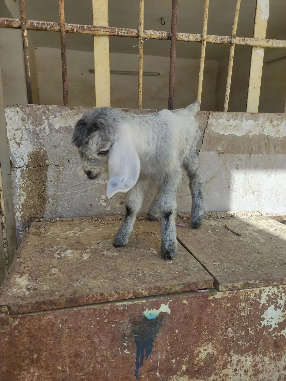 بزغاله شیری|حیوانات مزرعه|اصفهان, بهارستان|دیوار