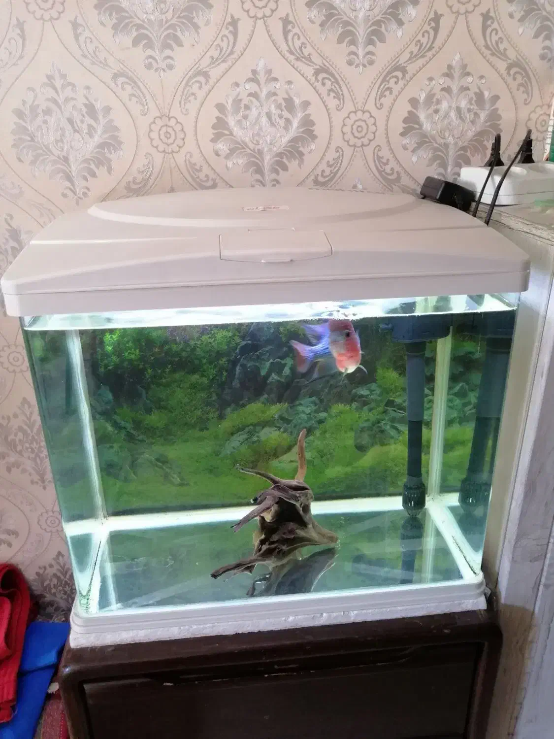 آکواریوم ماهیران. آکوا. دلسا و فلاور|ماهی|ری, شهرری|دیوار