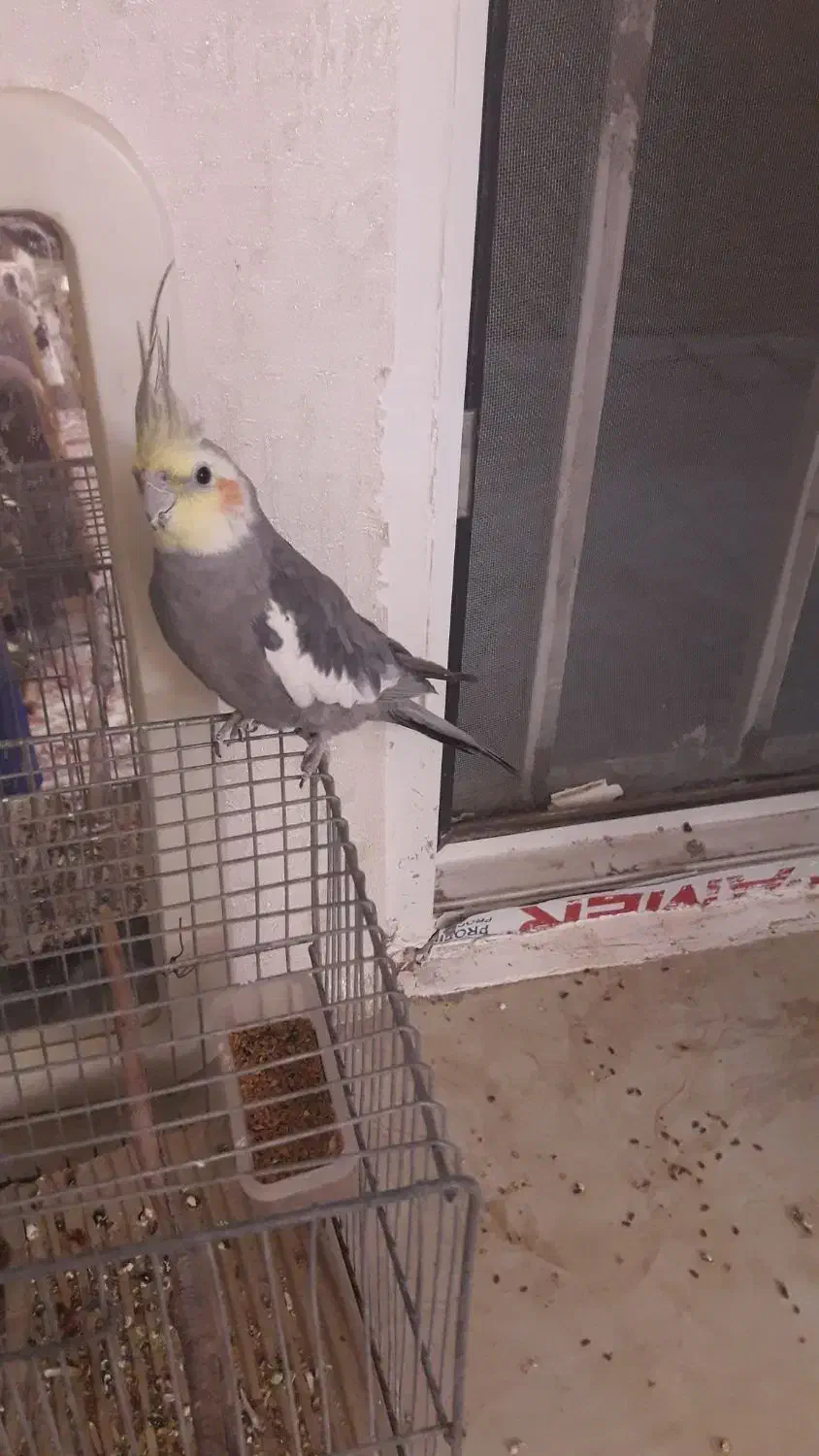 قفس و قناری|پرنده|تربت جام, شهید مدرس|دیوار