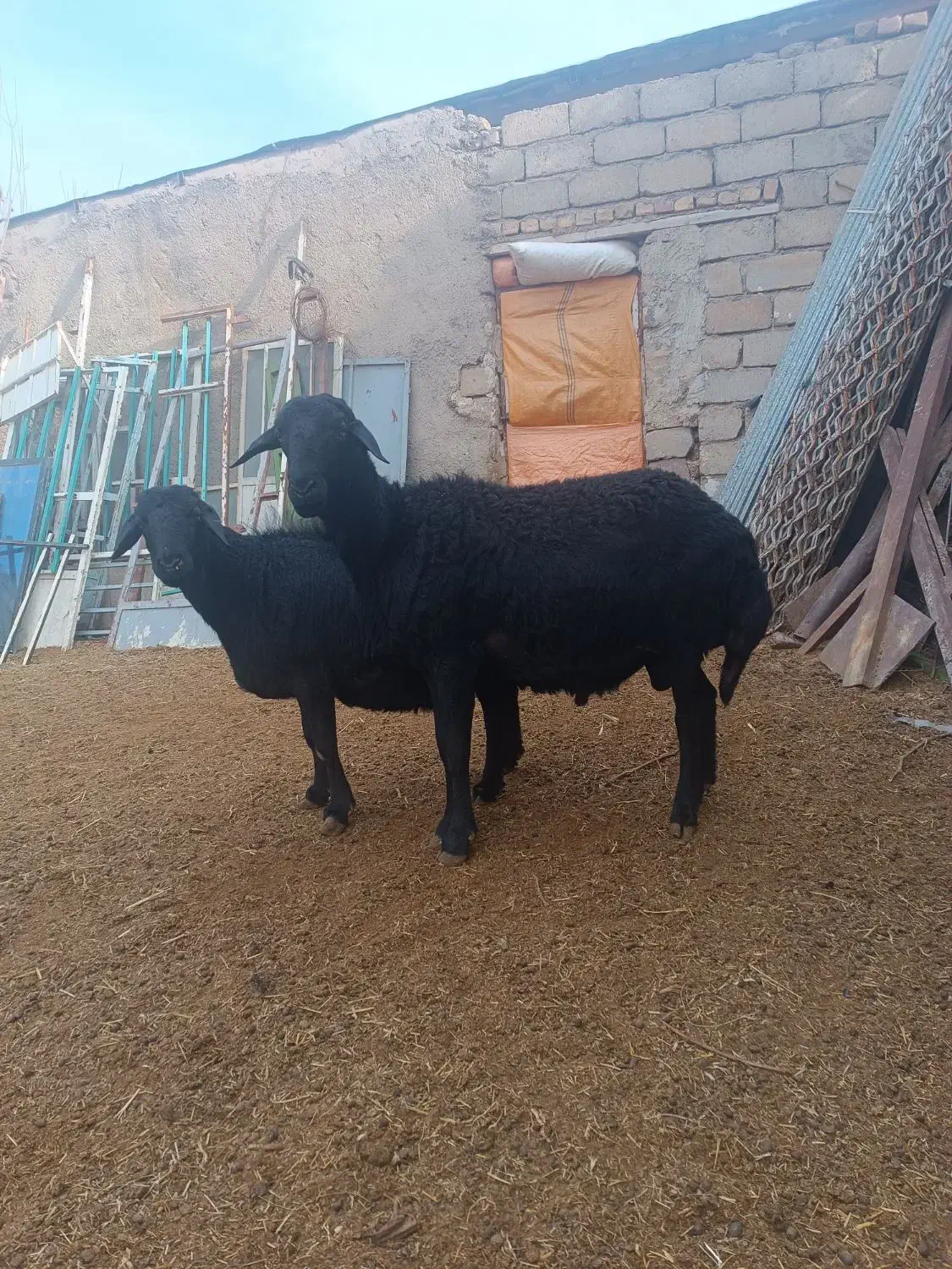 قوچ قره قزل اصل موفر|حیوانات مزرعه|خرمدره, |دیوار