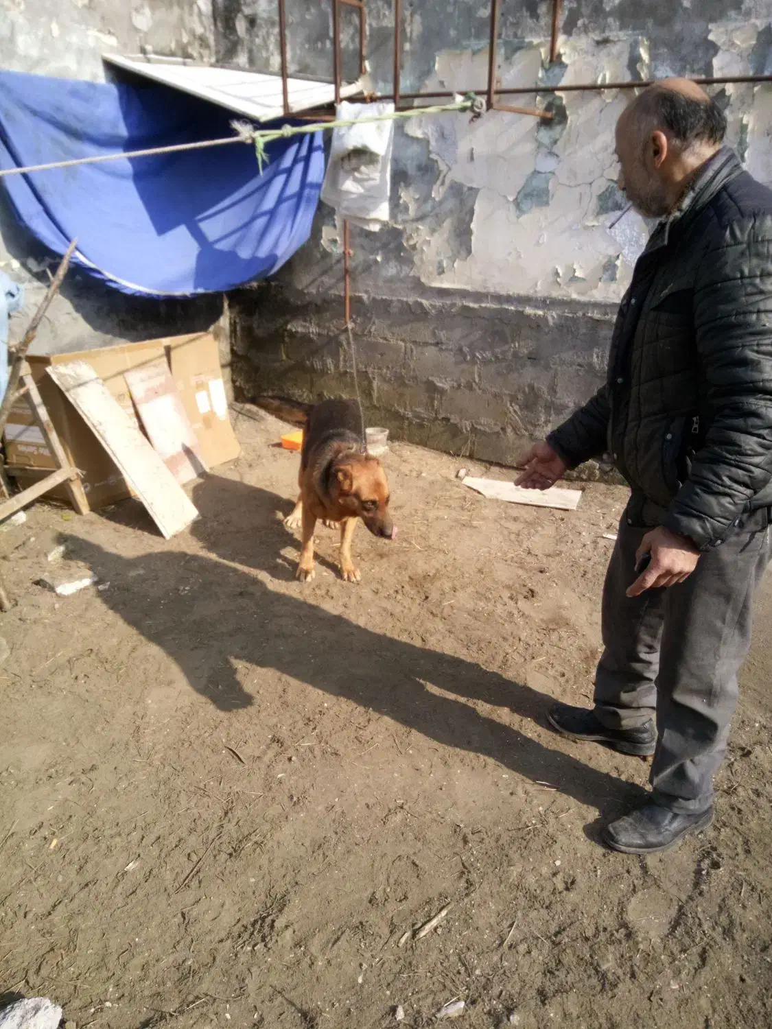 سگ گرگی|سگ|بندر انزلی, نوغان|دیوار