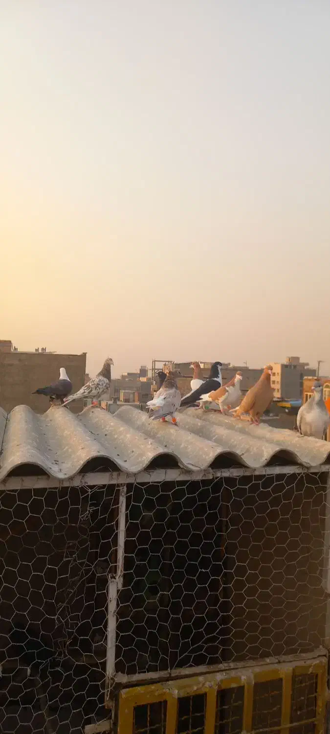 کبوتررنگی دمسفیدچپ ساده چادری قرچک|پرنده|قرچک, مهدیه|دیوار