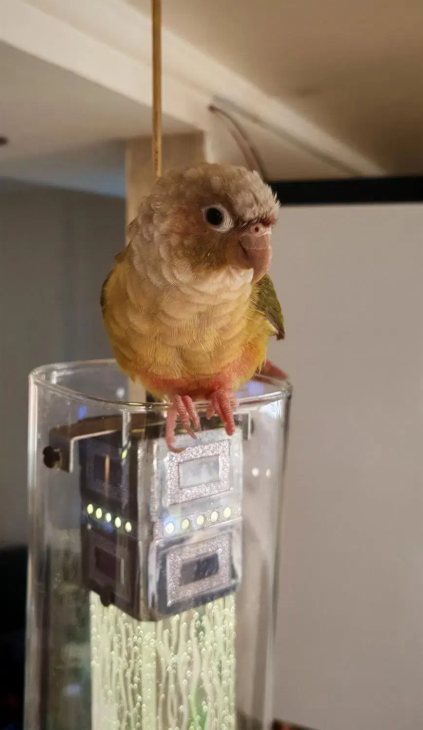 طوطی گرینچیک|پرنده|آمل, |دیوار