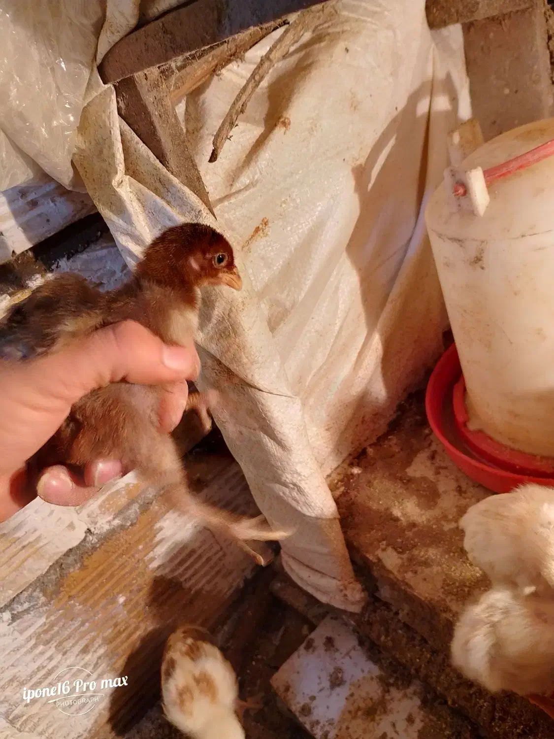 جوجه های پانزده روزه|حیوانات مزرعه|چوبر, |دیوار