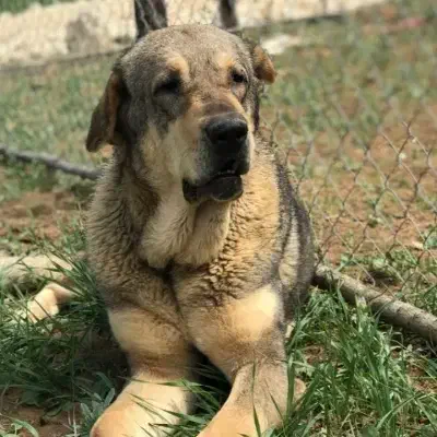 مادهپژدر|سگ|فاضل آباد, |دیوار