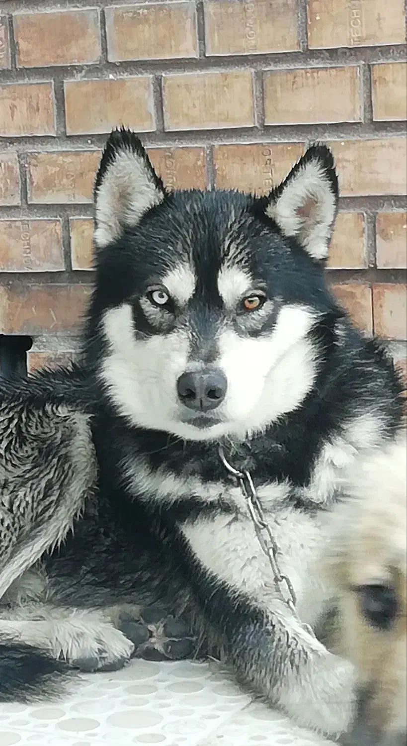 سگ ژرمن هاسکی|سگ|مرودشت, ابوذر شمالی‎|دیوار