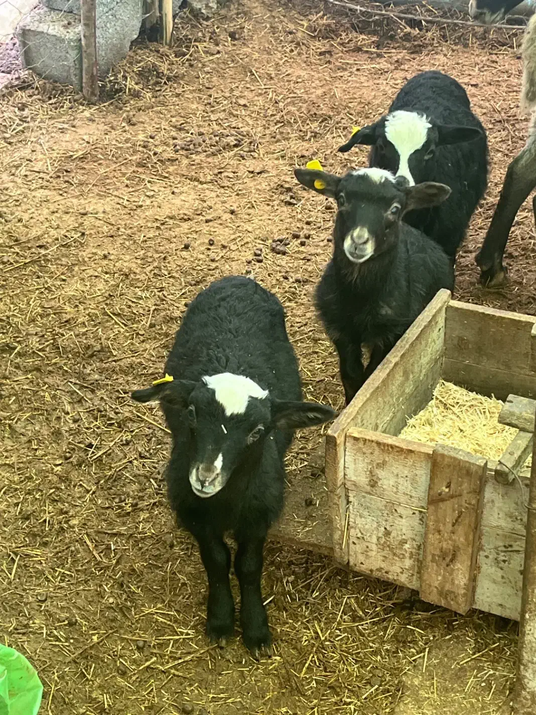 بره رومانف|حیوانات مزرعه|سنگر, |دیوار